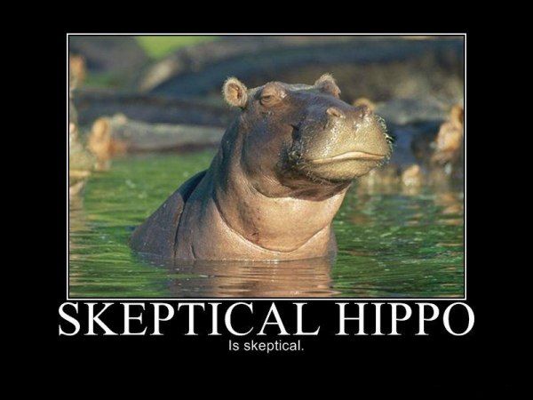 skeptical hippo | i'm with dylan